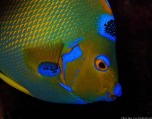 Queen Angelfish (Holacanthus ciliaris) by Brad Ryon 
